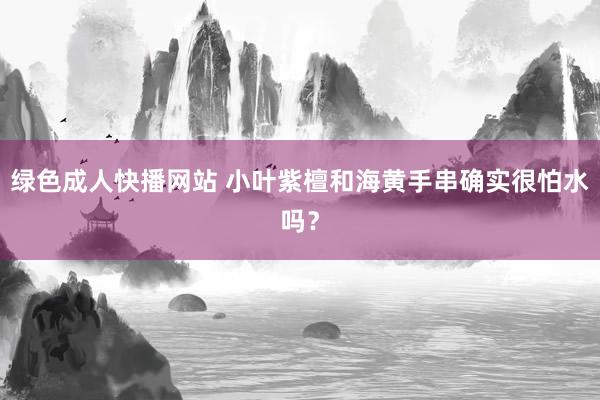 绿色成人快播网站 小叶紫檀和海黄手串确实很怕水吗？